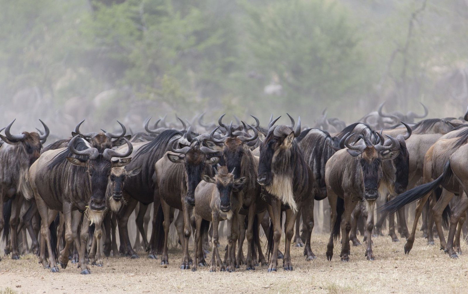 Parque Nacional del Serengeti