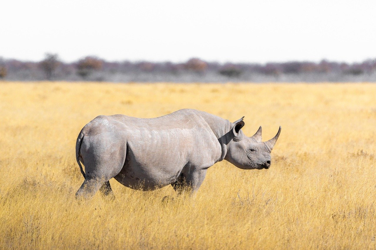 Área de Conservación del Ngorongoro